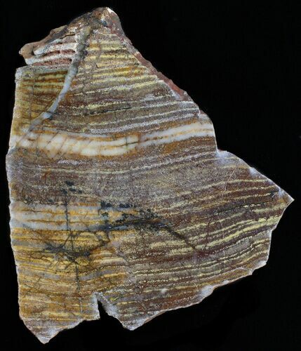 Strelley Pool Stromatolite Slice - Billion Years Old #62639